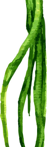 绿色水彩葱素材