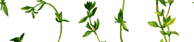 绿色芹菜调味料