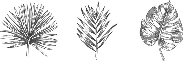 黑白树叶素材