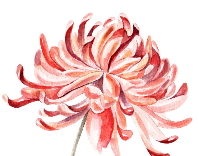 粉色装饰花水彩素材
