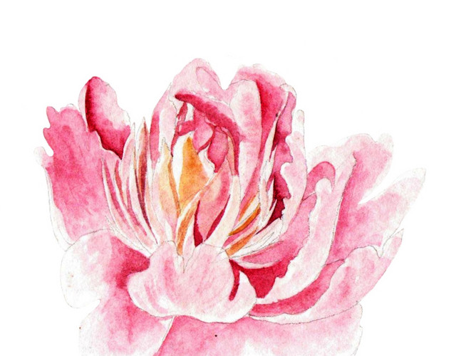 粉色装饰花水彩素材
