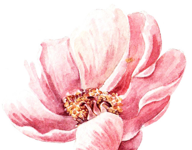 粉色装饰花水彩素材