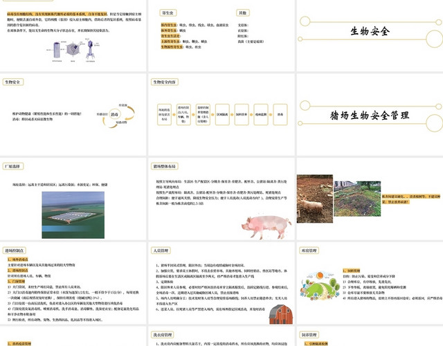 黄白色简约风格猪场生物安全与细节培训PPT模板