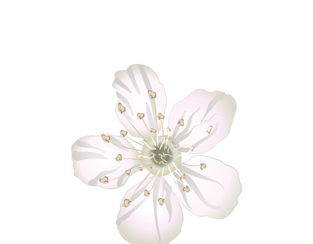 白色花手绘素材