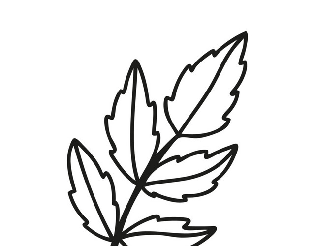 简约大气素描树叶