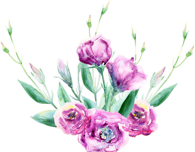 清新水彩花卉插画素材