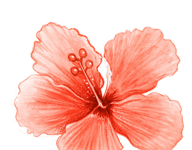热带花朵素材