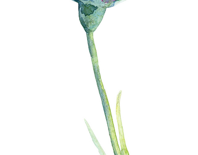 免扣晕染水彩花