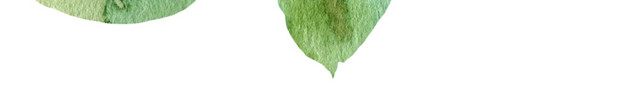 清新植物叶子素材