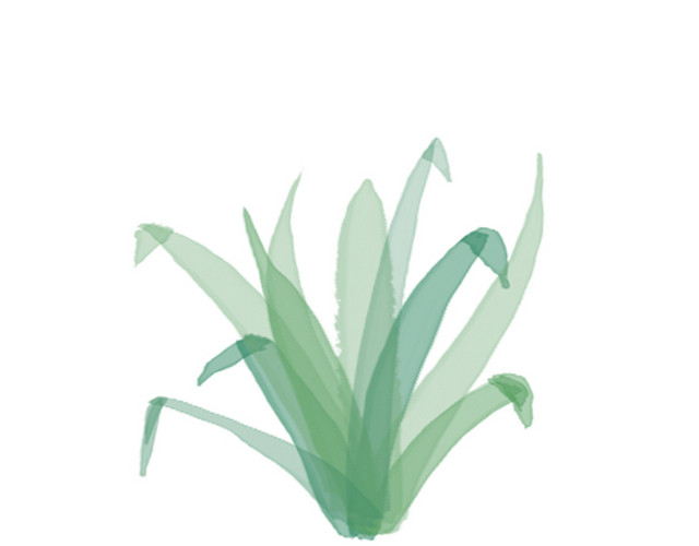 清新小草叶子
