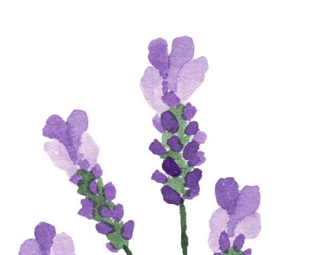 紫色美丽花穗素材