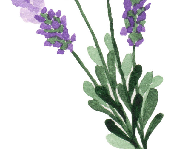 紫色美丽花穗素材