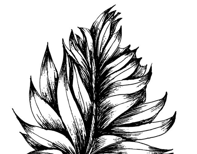 手绘黑白观叶植物钢笔画插图