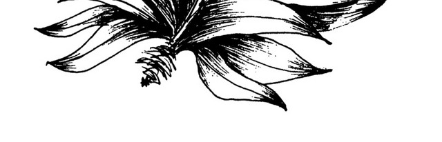 手绘黑白观叶植物钢笔画插图