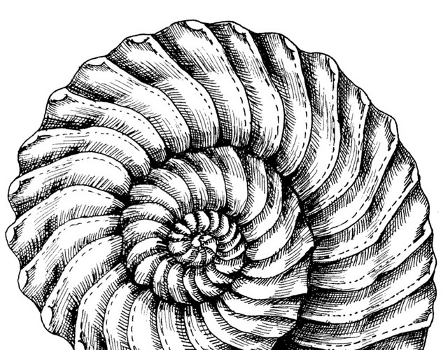手绘黑白海螺钢笔画插图