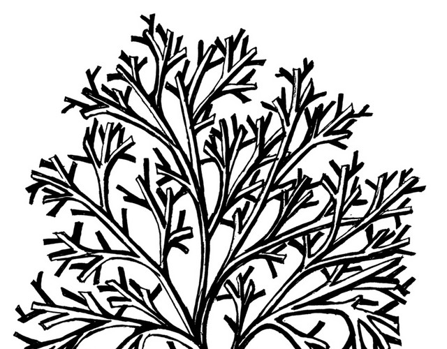 手绘黑白植物枝干钢笔画插图