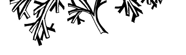 手绘黑白植物枝干钢笔画插图
