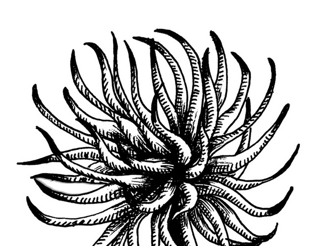 手绘黑白水草钢笔画插图