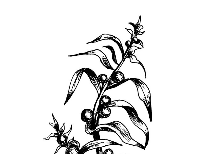 手绘黑白植物钢笔画插图