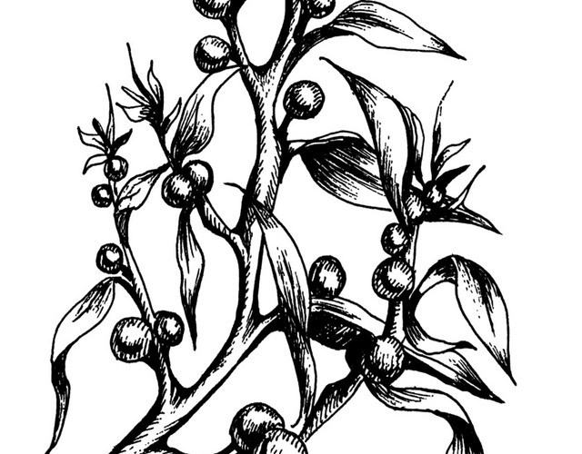 手绘黑白植物钢笔画插图