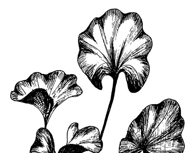 手绘黑白枝叶钢笔画插图