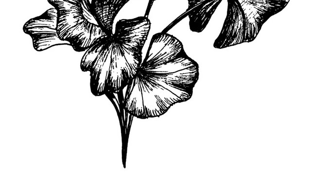 手绘黑白枝叶钢笔画插图