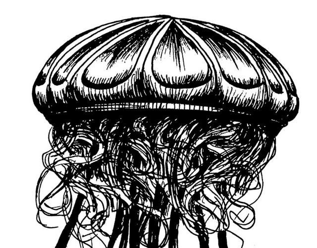 手绘黑白水母钢笔画插图