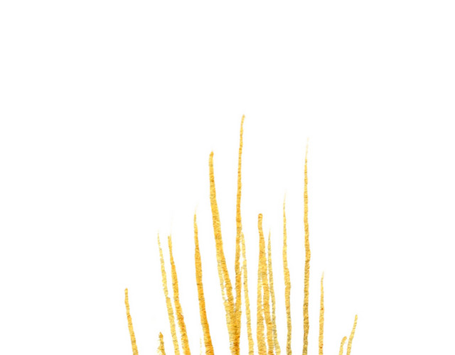 麦子矢量图