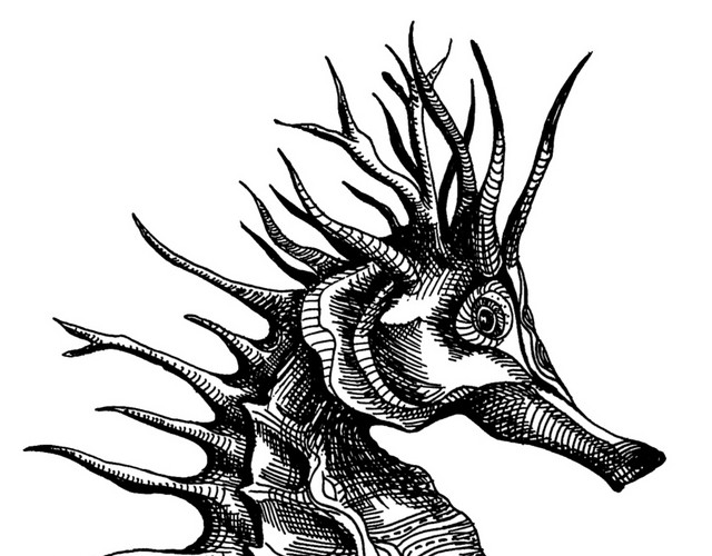 手绘黑白海马钢笔画插图