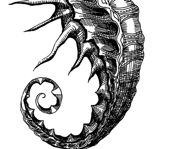 手绘黑白海马钢笔画插图