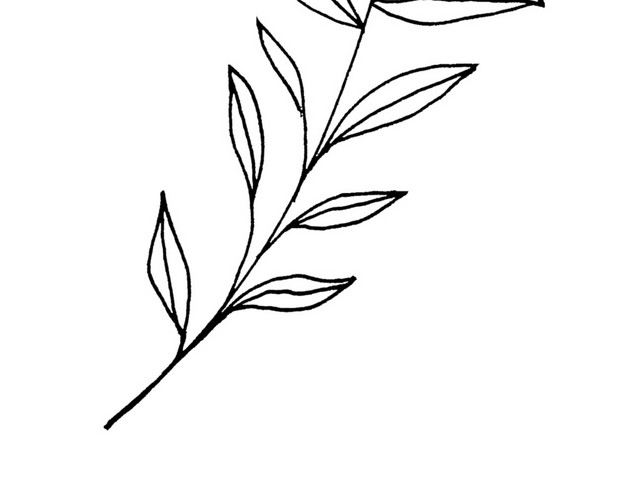 手绘简约黑色植物枝叶简笔画