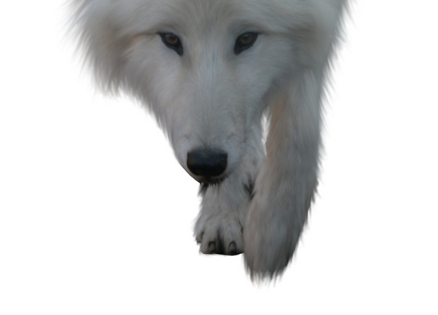 黑白野兽雪狼头插图