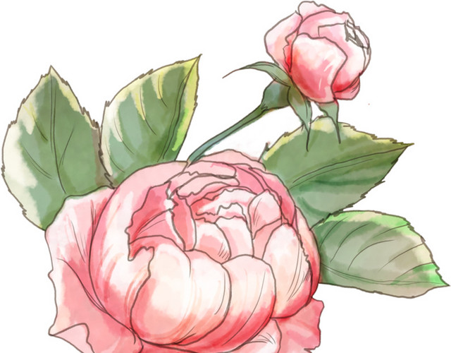 彩色手绘花卉免抠素材