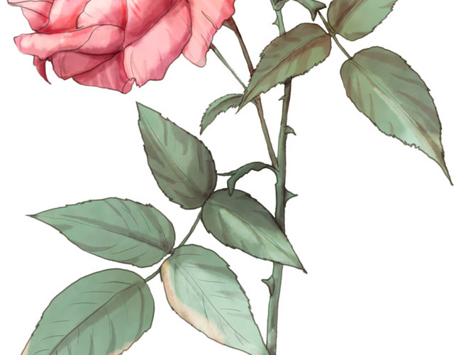 彩色手绘花卉免抠素材