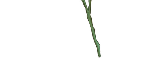 彩色手绘花卉免抠素材