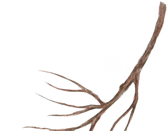 枯枝