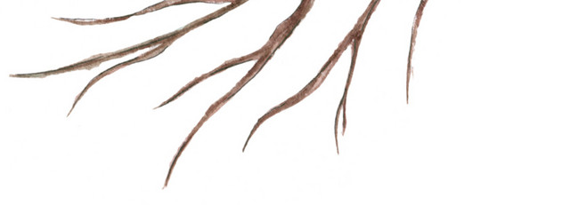 枯枝