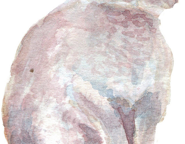 水彩水墨绘画彩色兔子素材