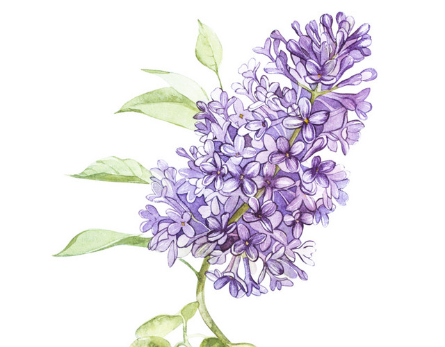 小清新唯美紫色鲜花素材