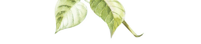 小清新唯美紫色鲜花素材