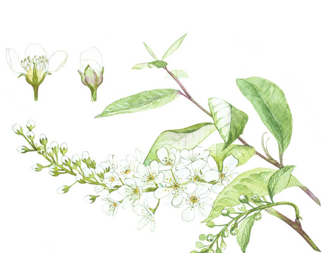 小清新唯美白色鲜花素材