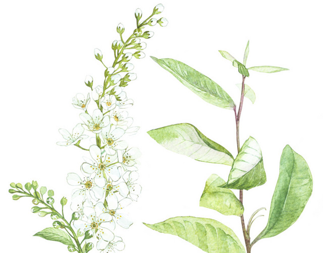 小清新唯美白色鲜花素材