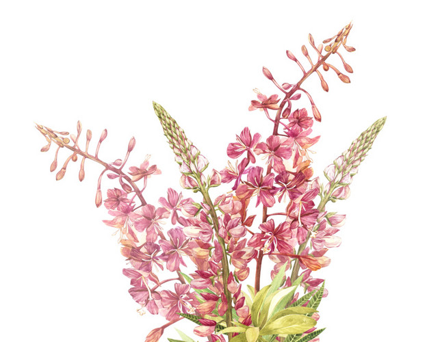 小清新唯美粉红色鲜花素材