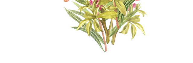 小清新唯美粉红色鲜花素材