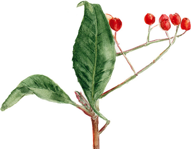 彩绘红色果实植物素材