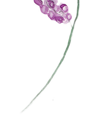 彩墨紫色花穗