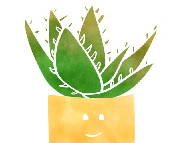 美容 护肤芦荟盆栽