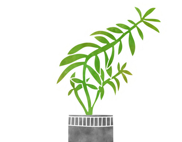 植物绿植盆栽