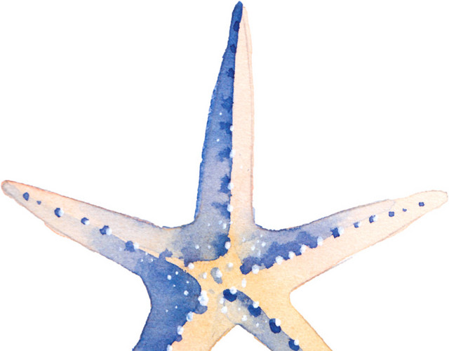 水彩海星