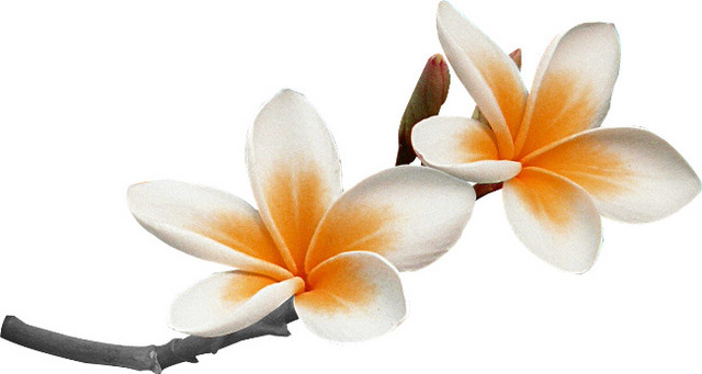 黄色简约小花矢量素材